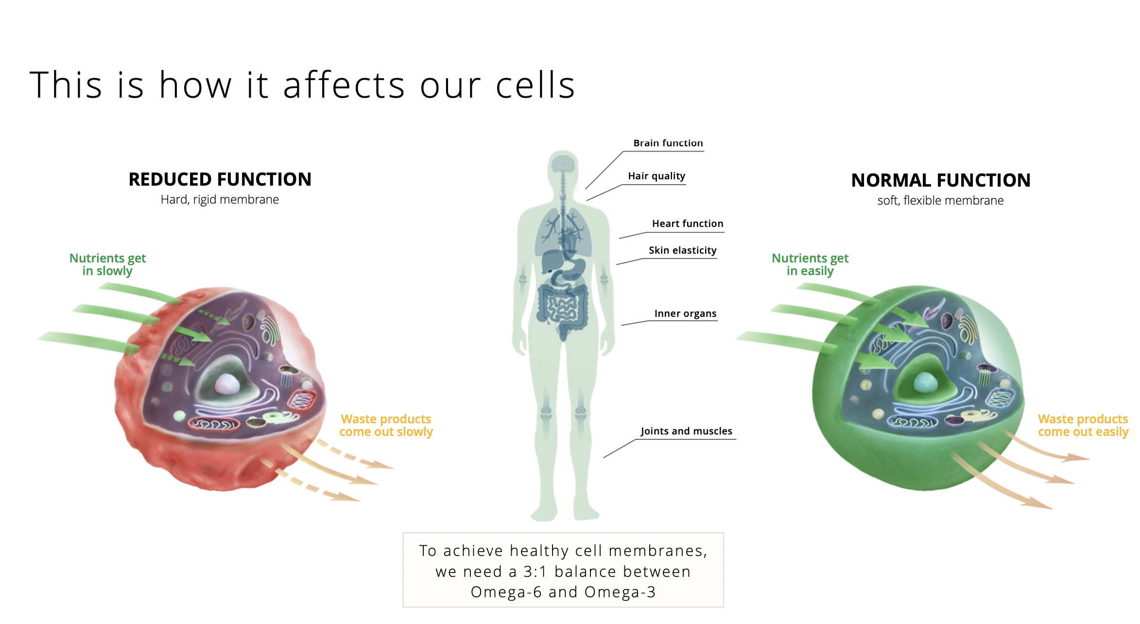 How it affects our cells